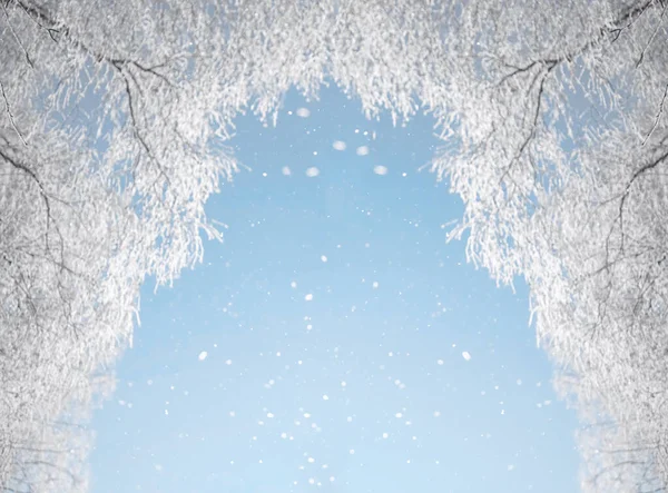 Téli Táj Havas Ágak Ellen Kék Alatt Hóesés Szabad Hely — Stock Fotó