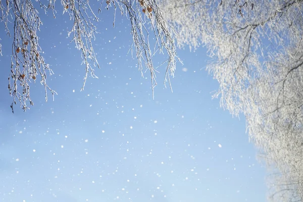Winter Landscape Snowy Tree Branches Blue Sky Snowfall Free Space — Foto de Stock