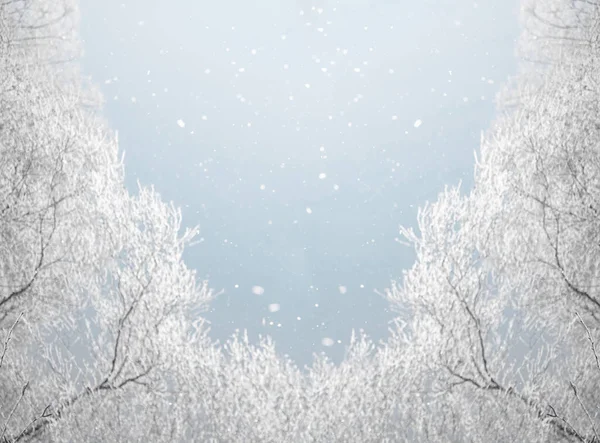 Winter Landscape Snowy Tree Branches Blue Sky Snowfall Free Space — Stock Photo, Image