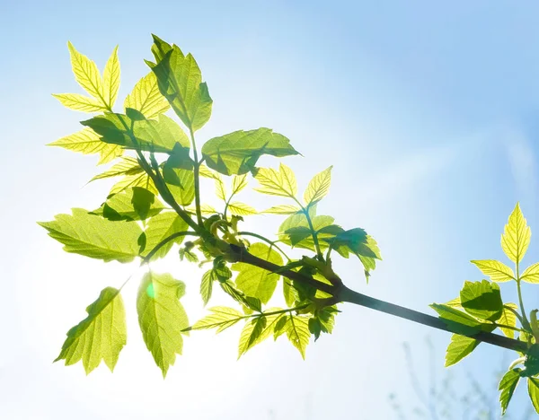 Nové Listy Zeleném Jarním Pozadí Čerstvé Zeleň Lese Přírodě Krásným — Stock fotografie