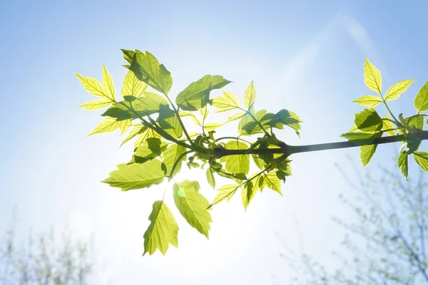 Nowe Liście Zielonym Wiosennym Tle Świeże Liście Lesie Przyrodzie Pięknym — Zdjęcie stockowe