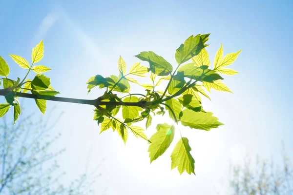 Hojas Nuevas Sobre Fondo Verde Primavera Follaje Fresco Bosque Naturaleza —  Fotos de Stock