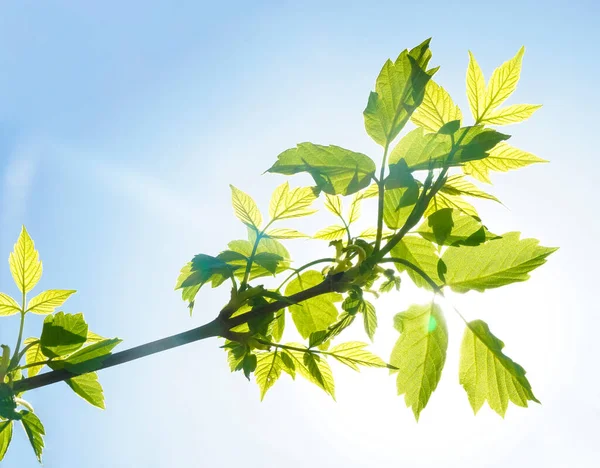 Hojas Nuevas Sobre Fondo Verde Primavera Follaje Fresco Bosque Naturaleza —  Fotos de Stock