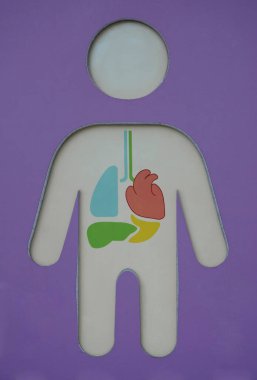 İnsan iç organları. Kalp ve akciğerler, böbrekler, kalp ve karaciğer. Tıbbi anatomi bilgi grafikleri