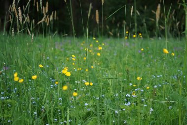 Baharda ya da yaz mevsiminde yabani çayır sarı ve menekşe çiçekleri.  