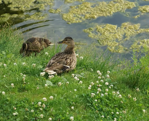 Ducks Fresh Green Grass Sunny Summer Day Swamp Pond Mud — Stock Photo, Image