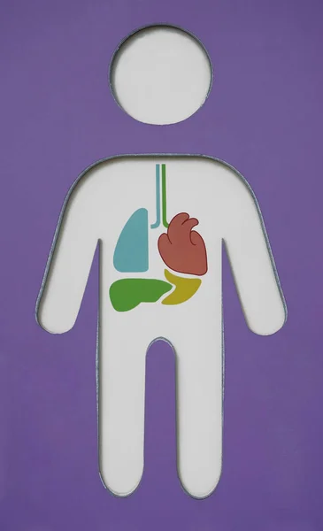 Organi Interni Del Corpo Umano Cuore Polmoni Reni Cuore Fegato — Foto Stock