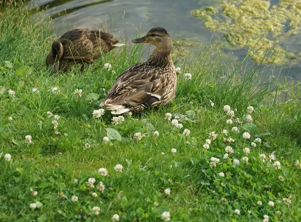Ducks Fresh Green Grass Sunny Summer Day Swamp Pond Mud — Stock Photo, Image