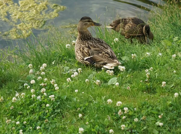 Ducks Fresh Green Grass Sunny Summer Day Swamp Pond Mud — Stock Photo, Image