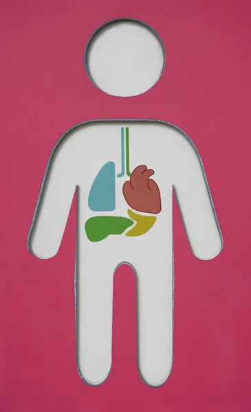 Los Órganos Internos Del Cuerpo Humano Corazón Pulmones Riñones Corazón — Foto de Stock