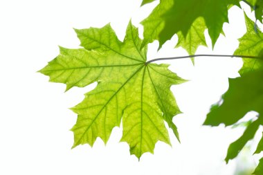 beyaz zemin üzerinde izole yeşil akçaağaç yaprakları. 