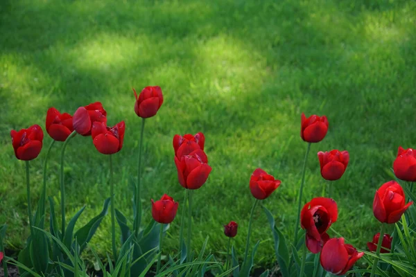 Fundo Floral Bonito Tulipas Holandesas Vermelhas Brilhantes Florescendo Jardim Meio — Fotografia de Stock