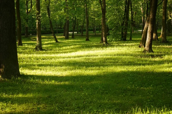 Parco Verde Con Lunghe Ombre Dal Tramonto Luce Del Tramonto — Foto Stock