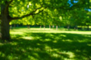 Bulanık görüntü. Yeşil çimen doğası. Bahar ya da yaz mevsimi. Odaklanma. Yeşil çayır tarlasında güzel bir manzara