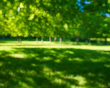 Bulanık görüntü. Yeşil çimen doğası. Bahar ya da yaz mevsimi. Odaklanma. Yeşil çayır tarlasında güzel bir manzara