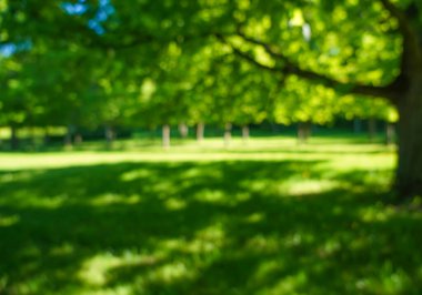 Bulanık görüntü. Yeşil çimen doğası. Bahar ya da yaz mevsimi. Odaklanma. Yeşil çayır tarlasında güzel bir manzara