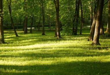 Batan güneşin uzun gölgeleriyle dolu yeşil bir park. Gün batımı, yeşil çimlerin üzerinde parlayan ağaçlar arasında karşıt siyah siluetler ve dramatik karanlık gölgeler oluşturur. Altın saat