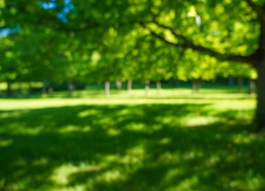 Bulanık görüntü. Yeşil çimen doğası. Bahar ya da yaz mevsimi. Odaklanma. Yeşil çayır tarlasında güzel bir manzara