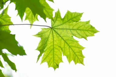 beyaz zemin üzerinde izole yeşil akçaağaç yaprakları. 
