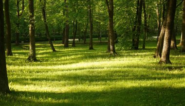 Batan güneşin uzun gölgeleriyle dolu yeşil bir park. Gün batımı, yeşil çimlerin üzerinde parlayan ağaçlar arasında karşıt siyah siluetler ve dramatik karanlık gölgeler oluşturur. Altın saat