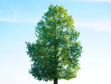 Bulutlu mavi bir arka plan karşısında uzun, genç bir ağaç. Bahar ya da yaz mevsimi. 