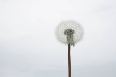 Güzel, tüylü karahindiba çiçeği beyaz arka planda izole edilmiş.. 