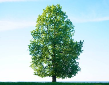 Bulutlu mavi bir arka plan karşısında uzun, genç bir ağaç. Bahar ya da yaz mevsimi. 