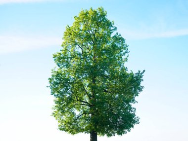 Bulutlu mavi bir arka plan karşısında uzun, genç bir ağaç. Bahar ya da yaz mevsimi. 