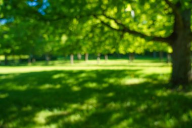 Bulanık görüntü. Yeşil çimen doğası. Bahar ya da yaz mevsimi. Odaklanma. Yeşil çayır tarlasında güzel bir manzara