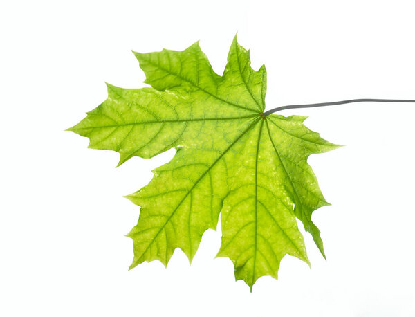 green maple leaf isolated on white background. 