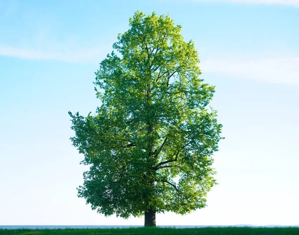 Ett Högt Ungt Träd Mot Grumlig Blå Himmel Bakgrund Vår — Stockfoto