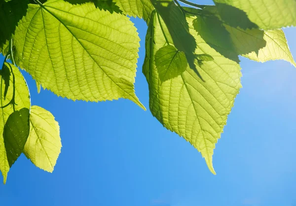 Větev Čerstvě Zelenými Listy Jarní Lípy Modrém Pozadí Oblohy Větev — Stock fotografie