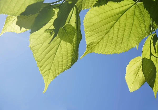 Větev Čerstvě Zelenými Listy Jarní Lípy Modrém Pozadí Oblohy Větev — Stock fotografie