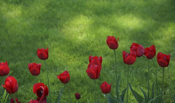 Fundo Floral Bonito Tulipas Holandesas Vermelhas Brilhantes Florescendo Jardim Meio — Fotografia de Stock