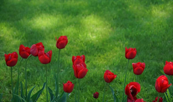 Vakker Blomsterbakgrunn Med Skinnende Røde Tulipaner Som Blomstrer Hagen Midt – stockfoto