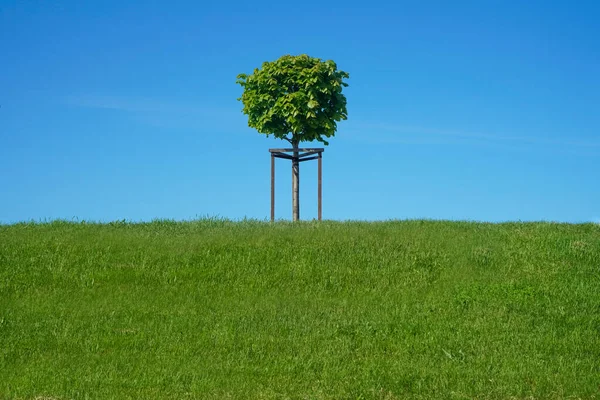 Ett Dekorativt Träd Växer Park Blå Himmel Bakgrund Plantera Marken — Stockfoto
