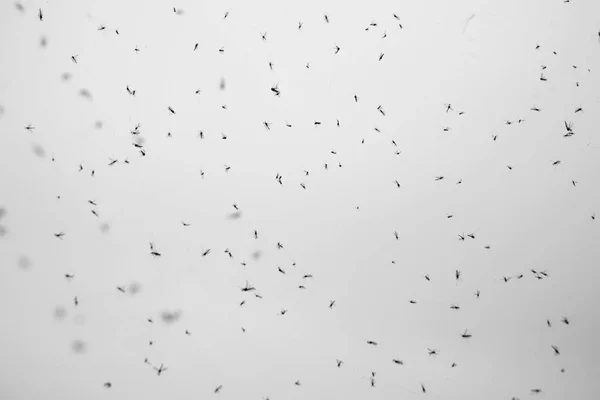 Repülni Levegőben Pókok Hálót Készítenek Hogy Táplálékot Fogjanak Levegőben Sok — Stock Fotó