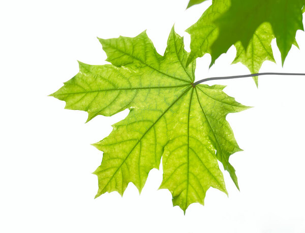 green maple leaves isolated on white background. 