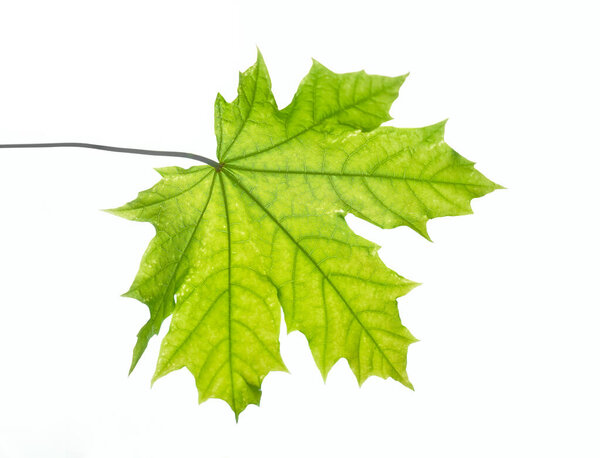 green maple leaf isolated on white background. 