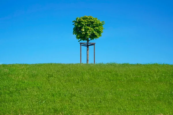 One Decorative Tree Growing Park Blue Sky Background Plant Ground — Stock Photo, Image