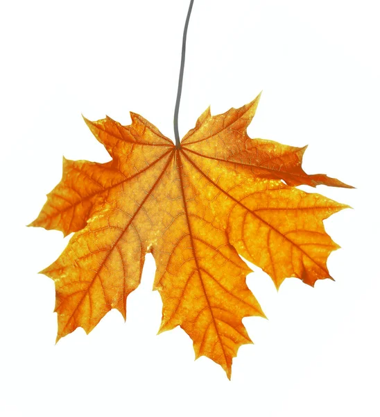 Żółty Brązowy Jesienny Liść Klonu Izolowany Białym Tle Sezon Jesienny — Zdjęcie stockowe