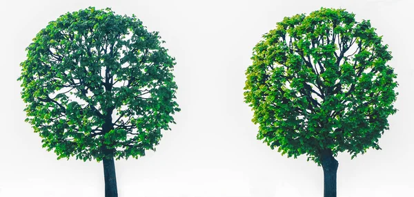 Ізольовані Два Дерева Круглої Форми Відсічним Контуром Білому Тлі Або — стокове фото