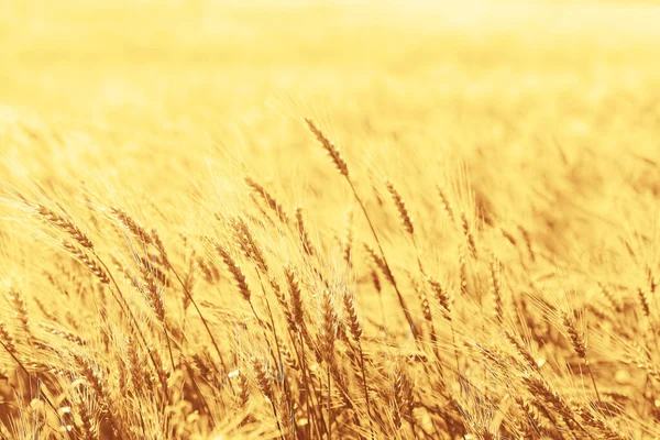 Sunset Wheat Field Close Wheat Ears — Stock Photo, Image