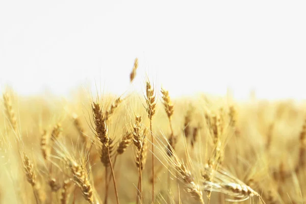 Puesta Sol Sobre Campo Trigo Cierre Espigas Trigo —  Fotos de Stock