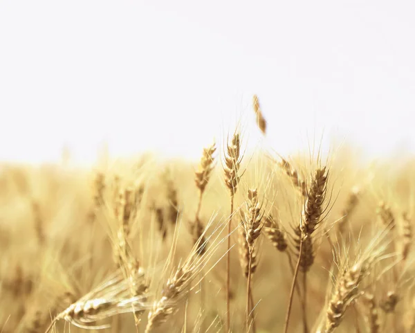 Sunset Wheat Field Close Wheat Ears — Stock Photo, Image