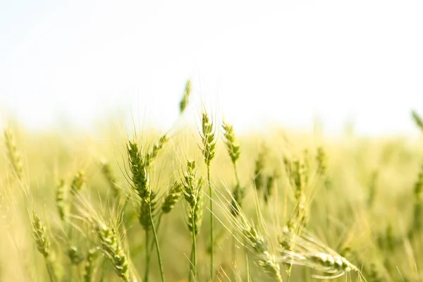 Закат Над Пшеничным Полем Закрыть Пшеничные Уши — стоковое фото