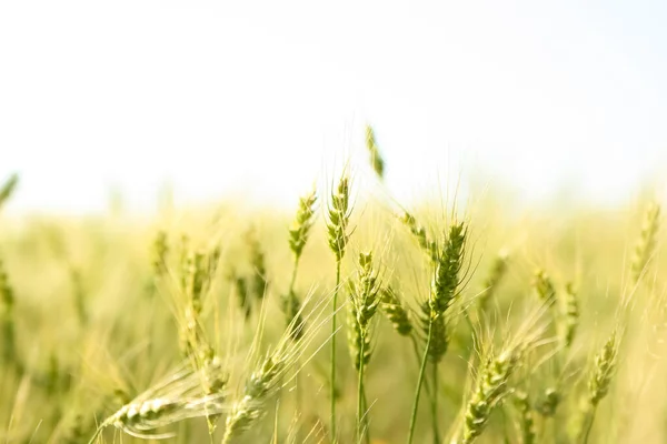 Захід Сонця Над Пшеничним Полем Крупним Планом Пшеничні Вуха — стокове фото