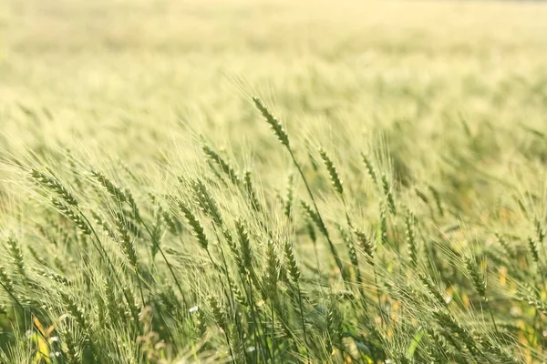 Sunset Wheat Field Close Wheat Ears — Stock Photo, Image