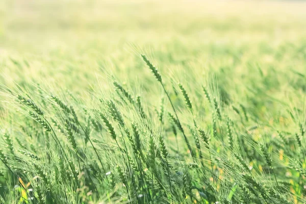 Sunset Wheat Field Close Wheat Ears — Stock Photo, Image