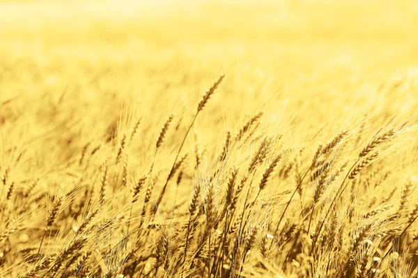Sunset Wheat Field Close Wheat Ears — Stock Photo, Image